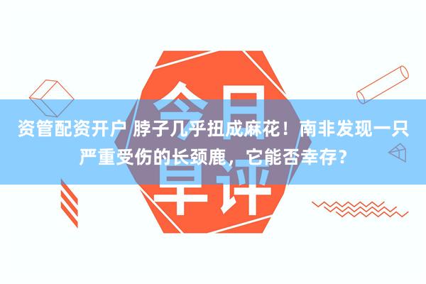 资管配资开户 脖子几乎扭成麻花！南非发现一只严重受伤的长颈鹿，它能否幸存？